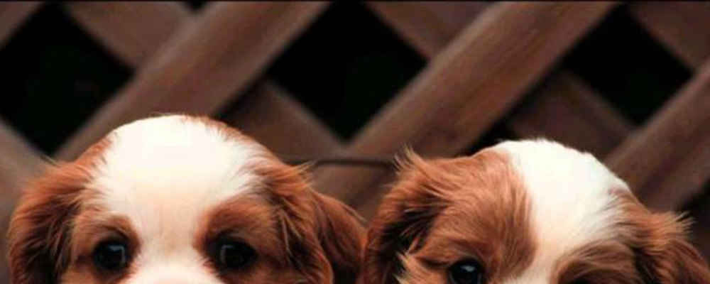 why does my keep shaking his ear infection remedy for dogs breeds picture why does my keep shaking his ear infection remedy for dogs breeds picture